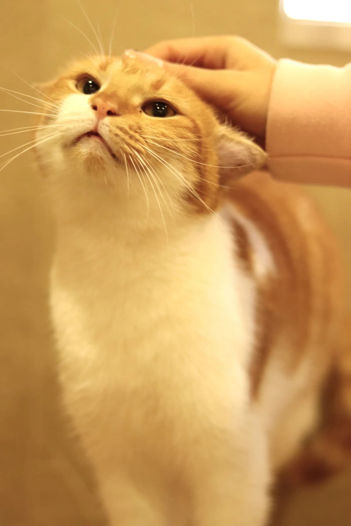 NashiKotiki (НашіКотики), Mixed Breed for adoption at Odesa