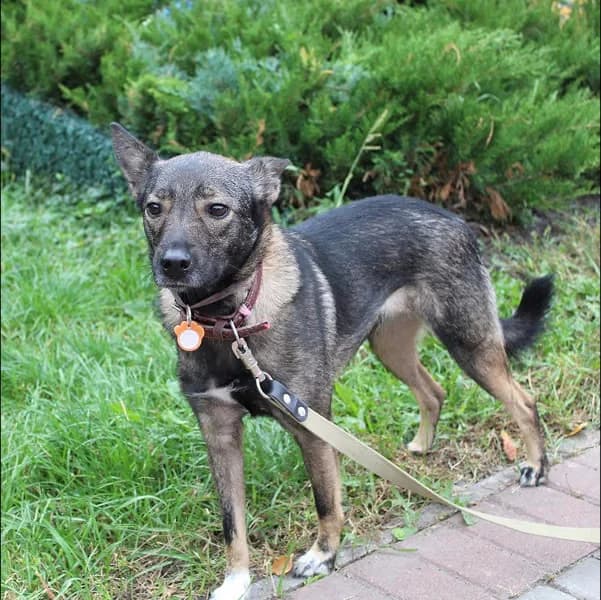 Santa (Санта), female Mixed Breed for adoption at CF Kyiv Tails