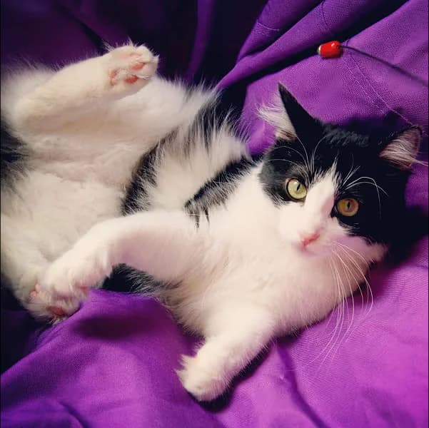 Tosya (Тося), female Mixed Breed for adoption at CF Kyiv Tails