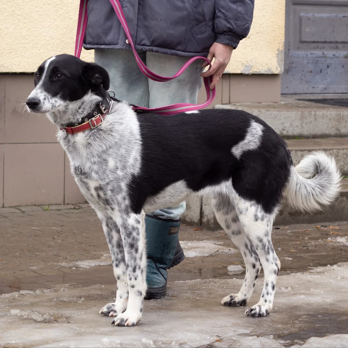 Murka-203 (Мурка-203), female 4yo mixed breed for adoption at LKP Lev Lviv, Lviv