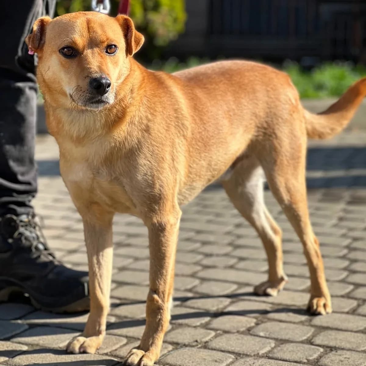 Imbir-300 (Імбир-300), male 4yo mixed breed for adoption at LKP Lev Lviv, Lviv