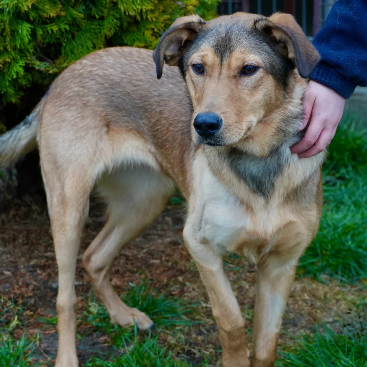 Nirvana-1913 (Нірвана-1913), female young mixed breed for adoption at LKP Lev Lviv, Lviv