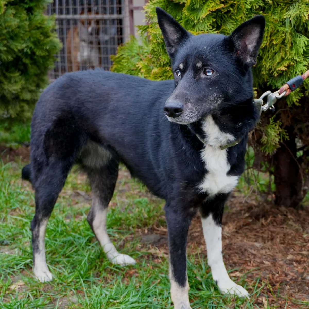 Spektra-293 (Спектра-293), female 3yo mixed breed for adoption at LKP Lev Lviv, Lviv