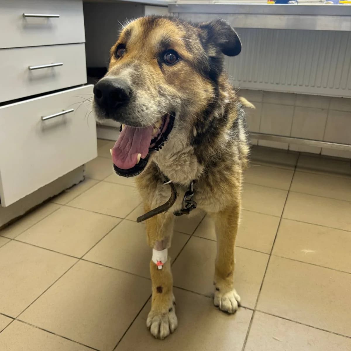 Titan -014 (Титан -014), male young mixed breed for adoption at LKP Lev Lviv, Lviv