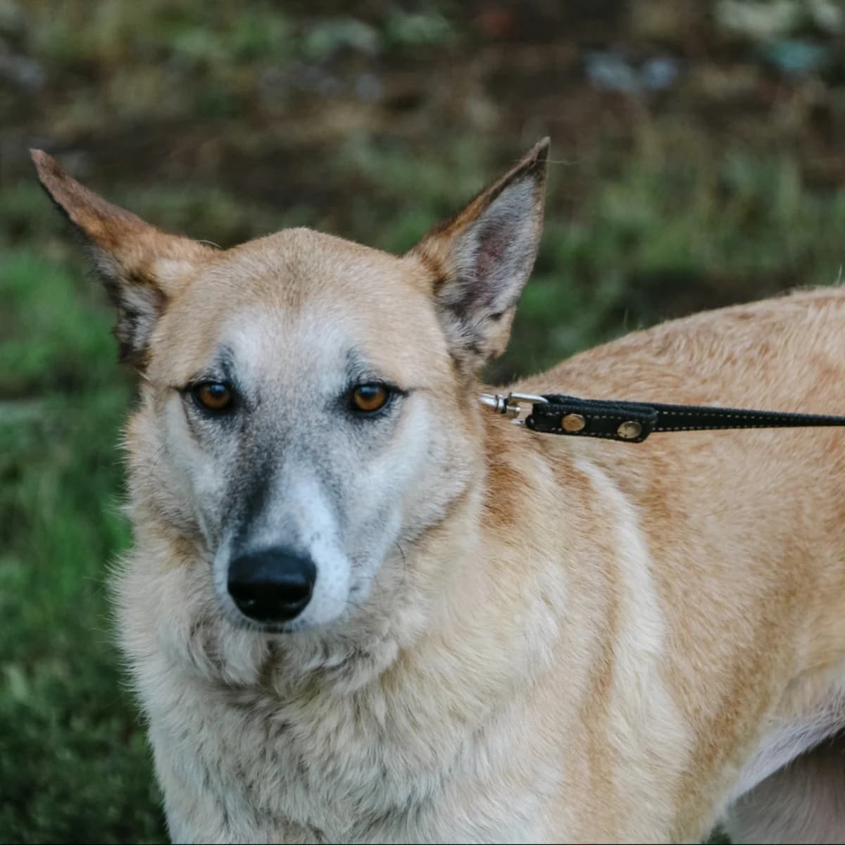 Ayvori-005 (Айворі-005), female 5yo mixed breed for adoption at LKP Lev Lviv, Lviv