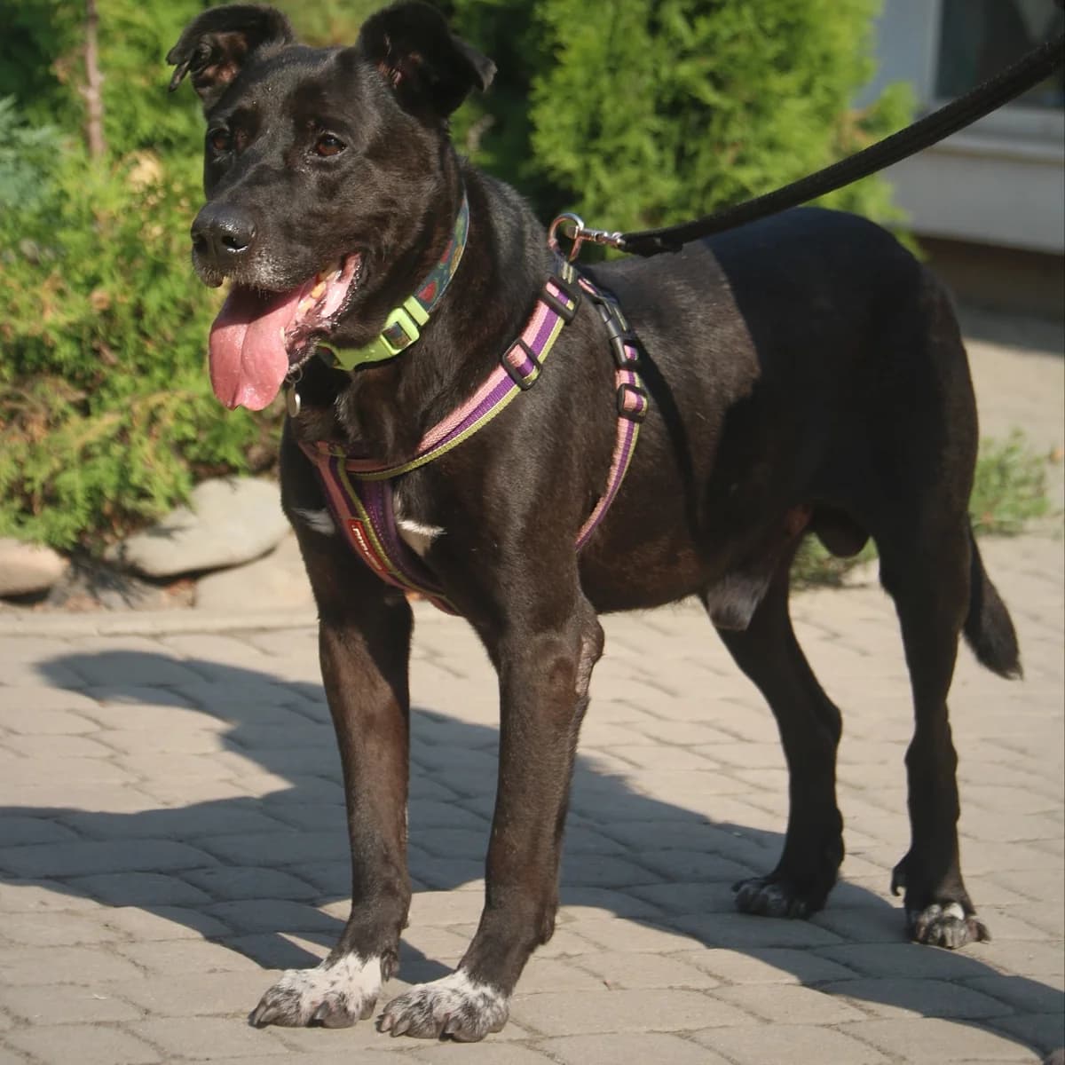 Tsezar-011 (Цезар-011), male 7yo mixed breed for adoption at LKP Lev Lviv, Lviv