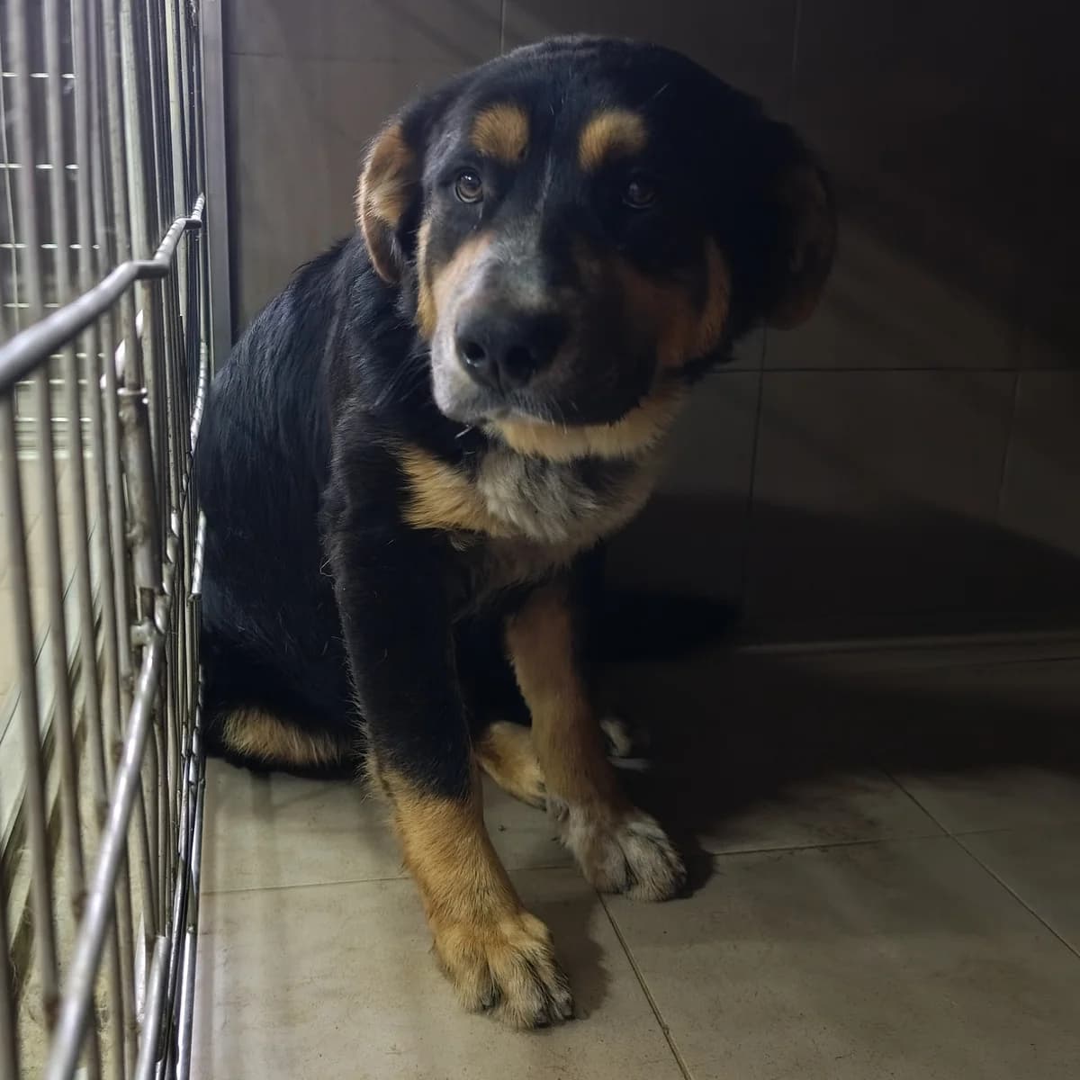 Kay (Baron)-012 (Кай (Барон)-012), male young mixed breed for adoption at LKP Lev Lviv, Lviv
