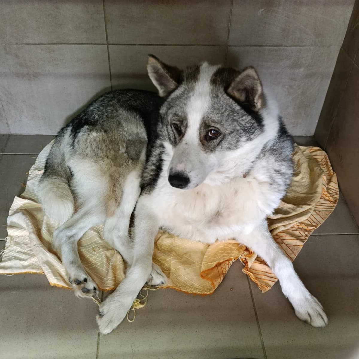Krista-027 (Кріста-027), female 4yo mixed breed for adoption at LKP Lev Lviv, Lviv