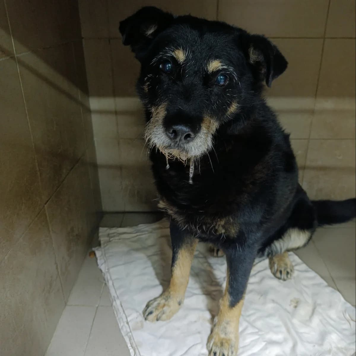 Grinch-030 (Грінч-030), male 7yo mixed breed for adoption at LKP Lev Lviv, Lviv