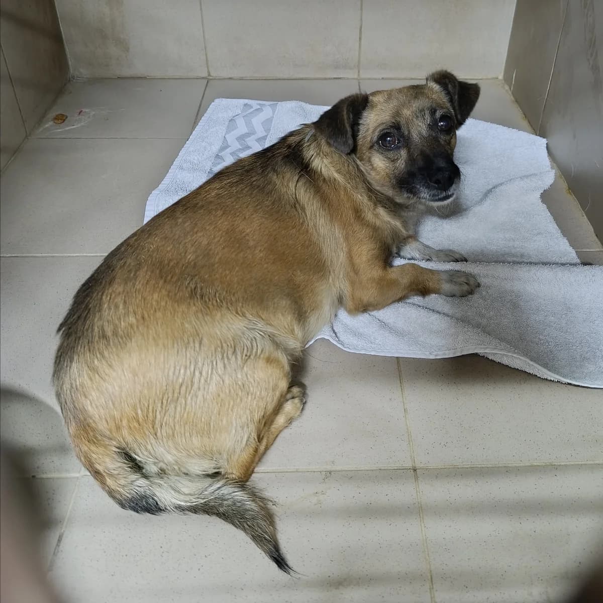 Fina-028 (Фіна-028), female 4yo mixed breed for adoption at LKP Lev Lviv, Lviv