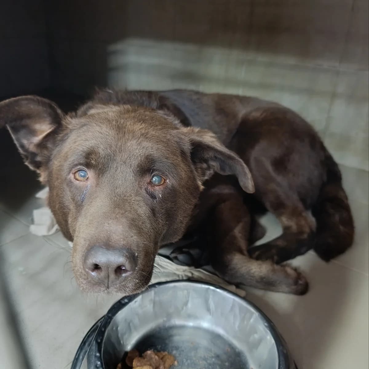 Tart-029 (Тарт-029), male 6yo mixed breed for adoption at LKP Lev Lviv, Lviv