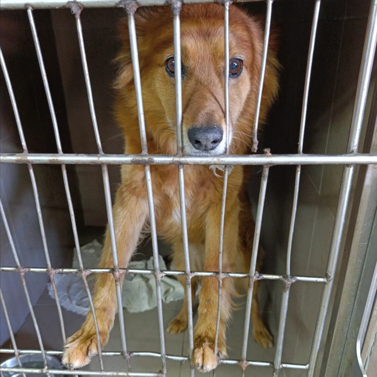 Rusik-111 (Русик-111), male young mixed breed for adoption at LKP Lev Lviv, Lviv