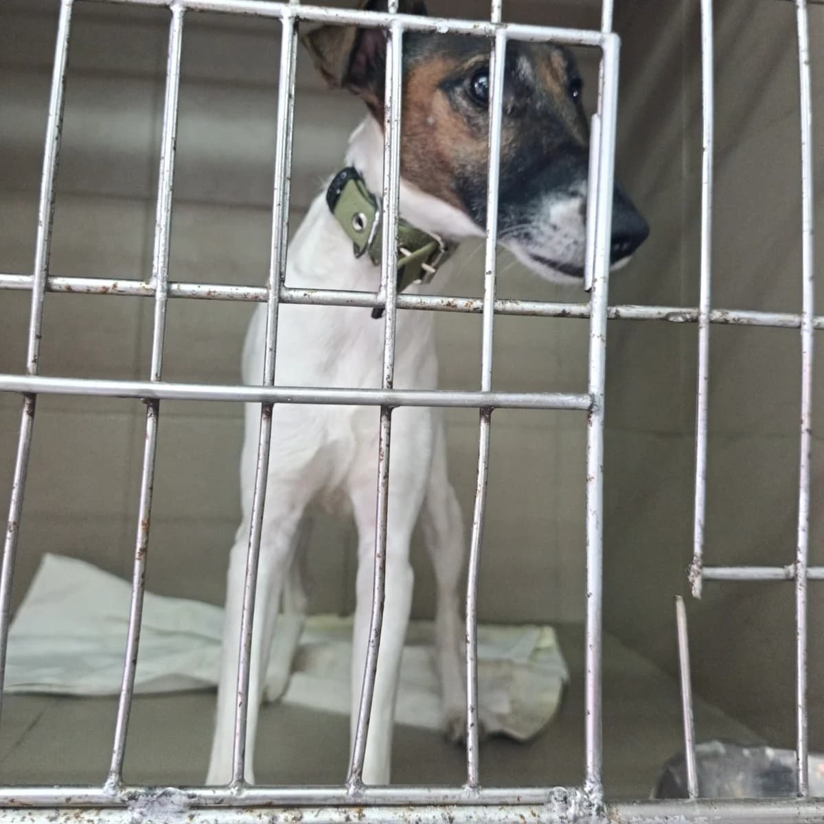 Dzhunko-107 (Джунко-107), female 6yo mixed breed for adoption at LKP Lev Lviv, Lviv