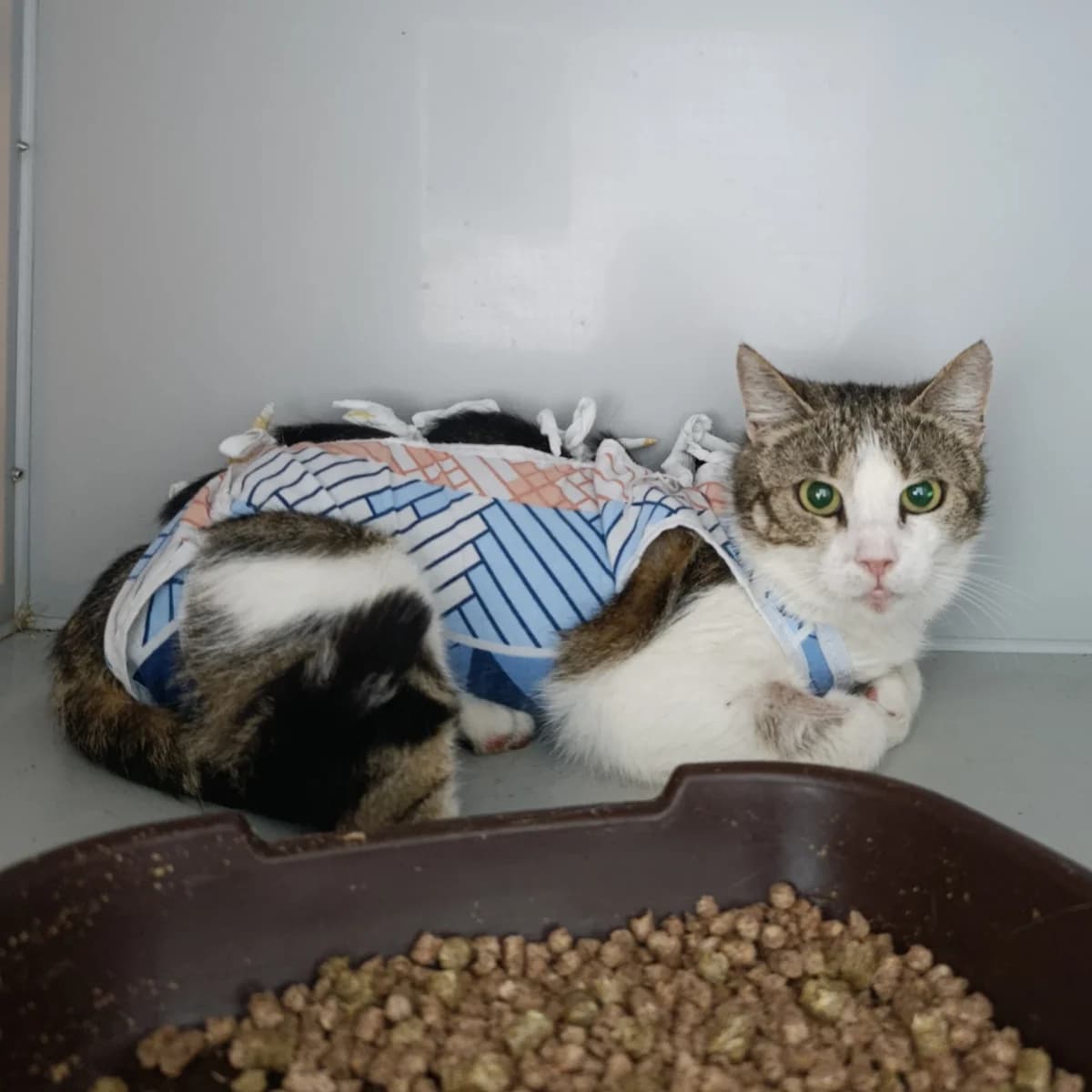 Vitalina-861 (Віталіна-861), female 3yo mixed breed for adoption at LKP Lev Lviv, Lviv