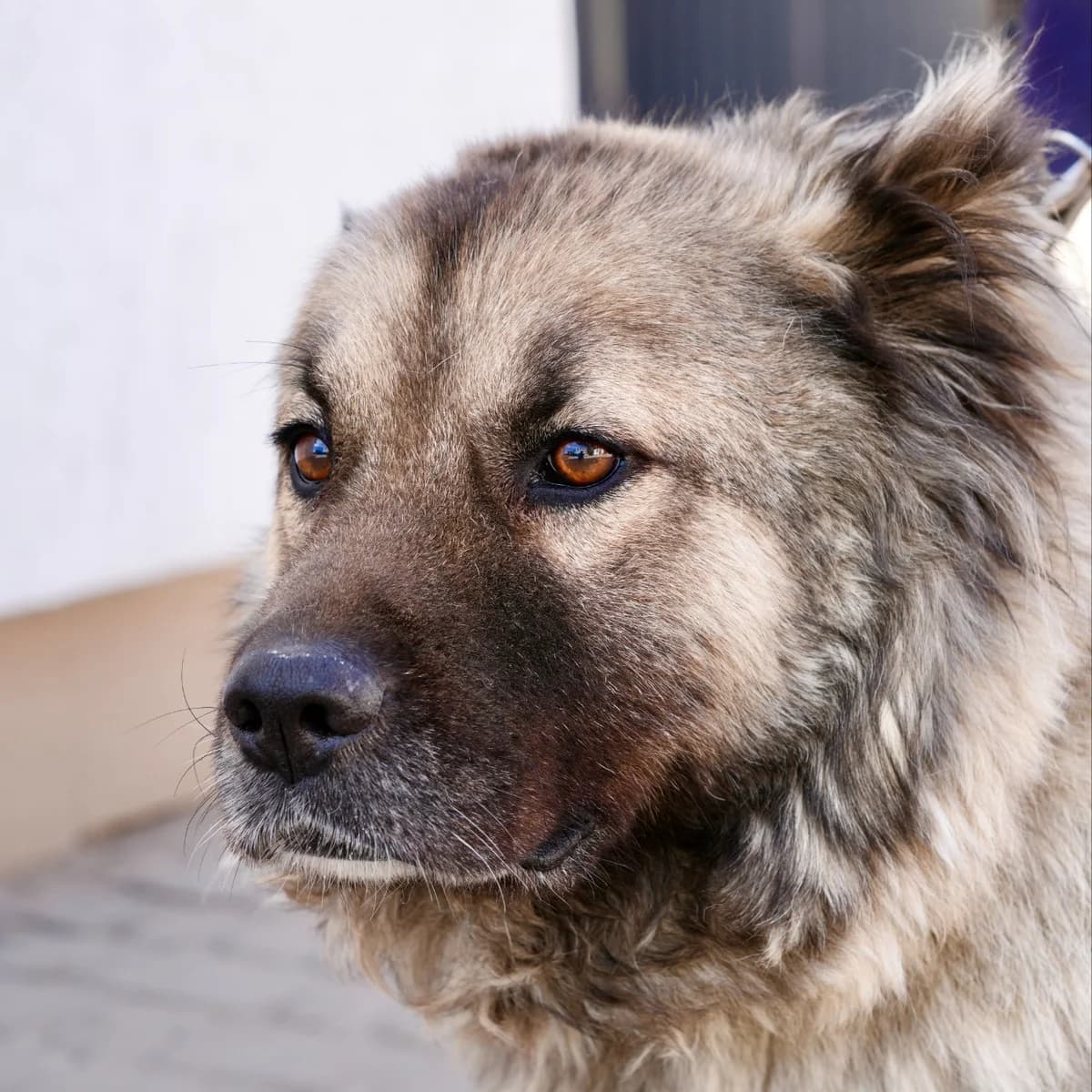 Valkiriya-024 (Валькірія-024), female 6yo mixed breed for adoption at LKP Lev Lviv, Lviv