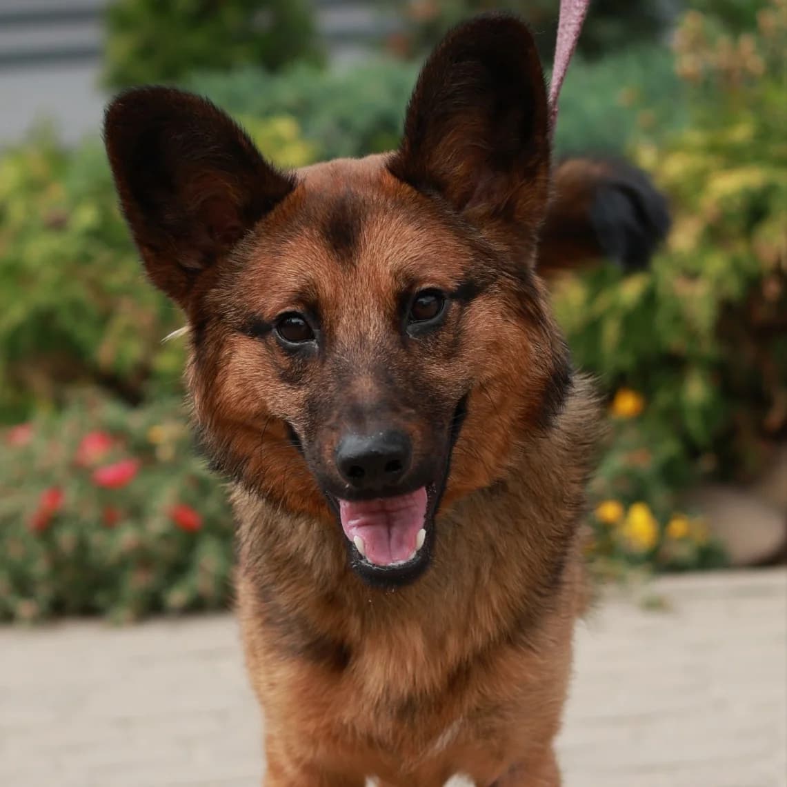 Bridzhet-028 (Бріджет-028), female young mixed breed for adoption at LKP Lev Lviv, Lviv
