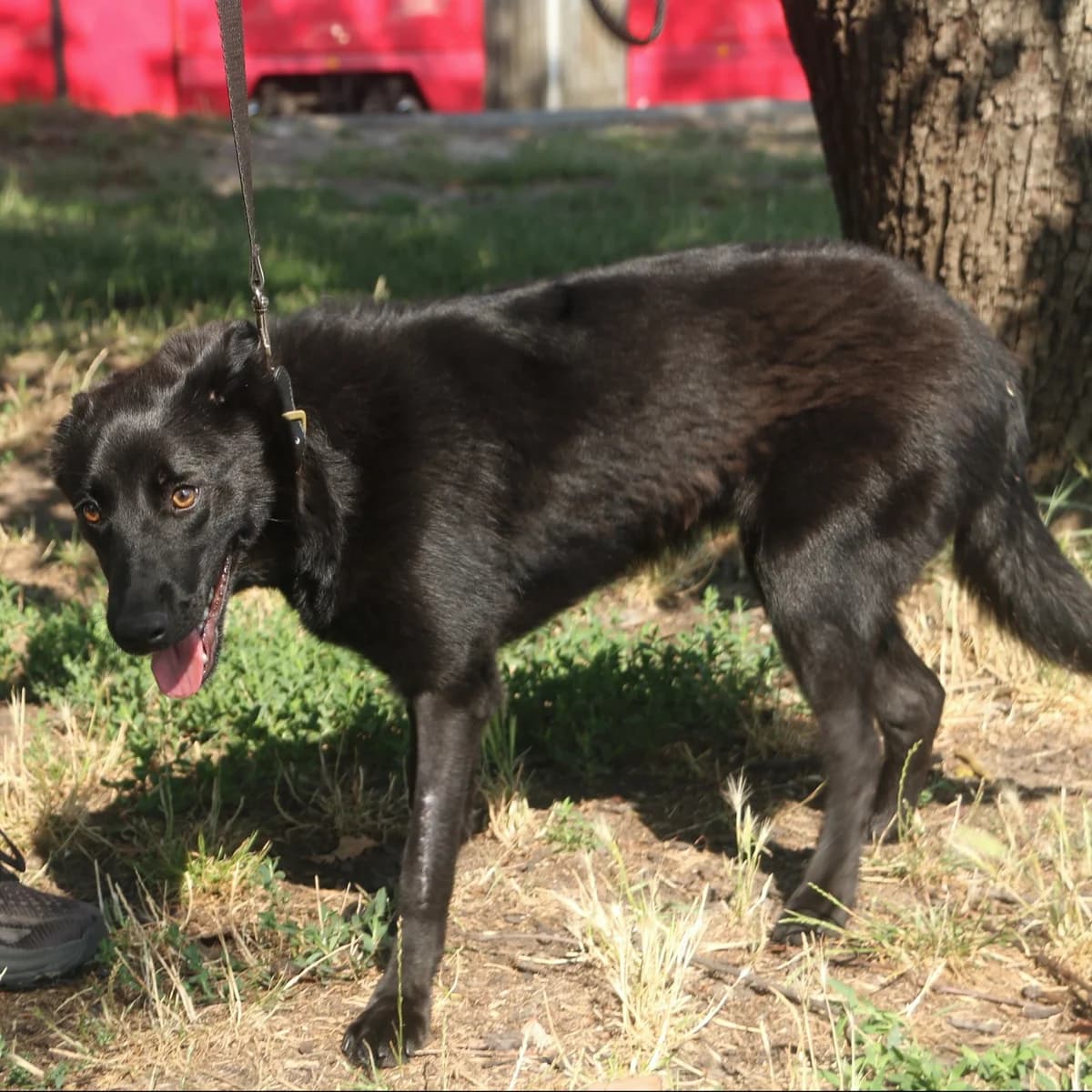Astrid-001 (Астрід-001), female puppy mixed breed for adoption at LKP Lev Lviv, Lviv