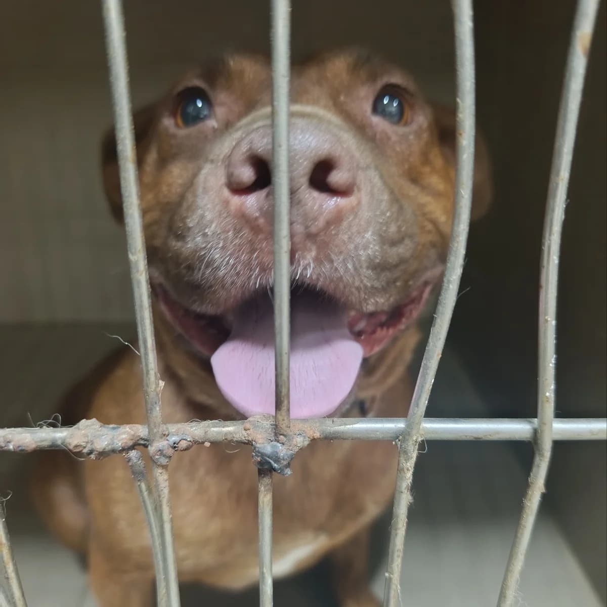 Reyn-69 (Рейн-69), female 4yo mixed breed for adoption at LKP Lev Lviv, Lviv
