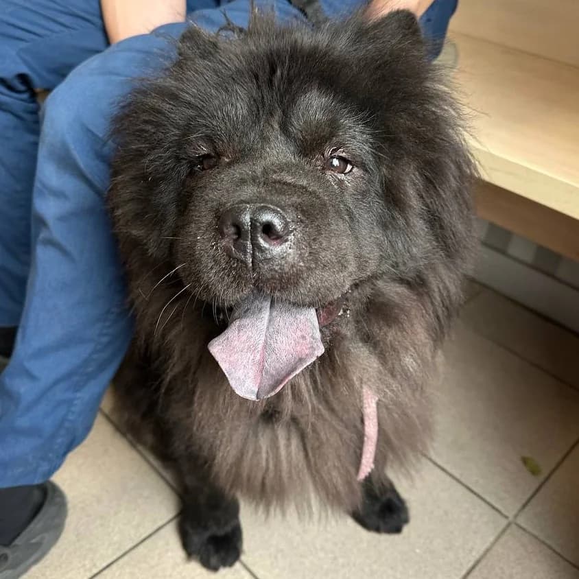 Miya-017 (Мія-017), female 4yo mixed breed for adoption at LKP Lev Lviv, Lviv
