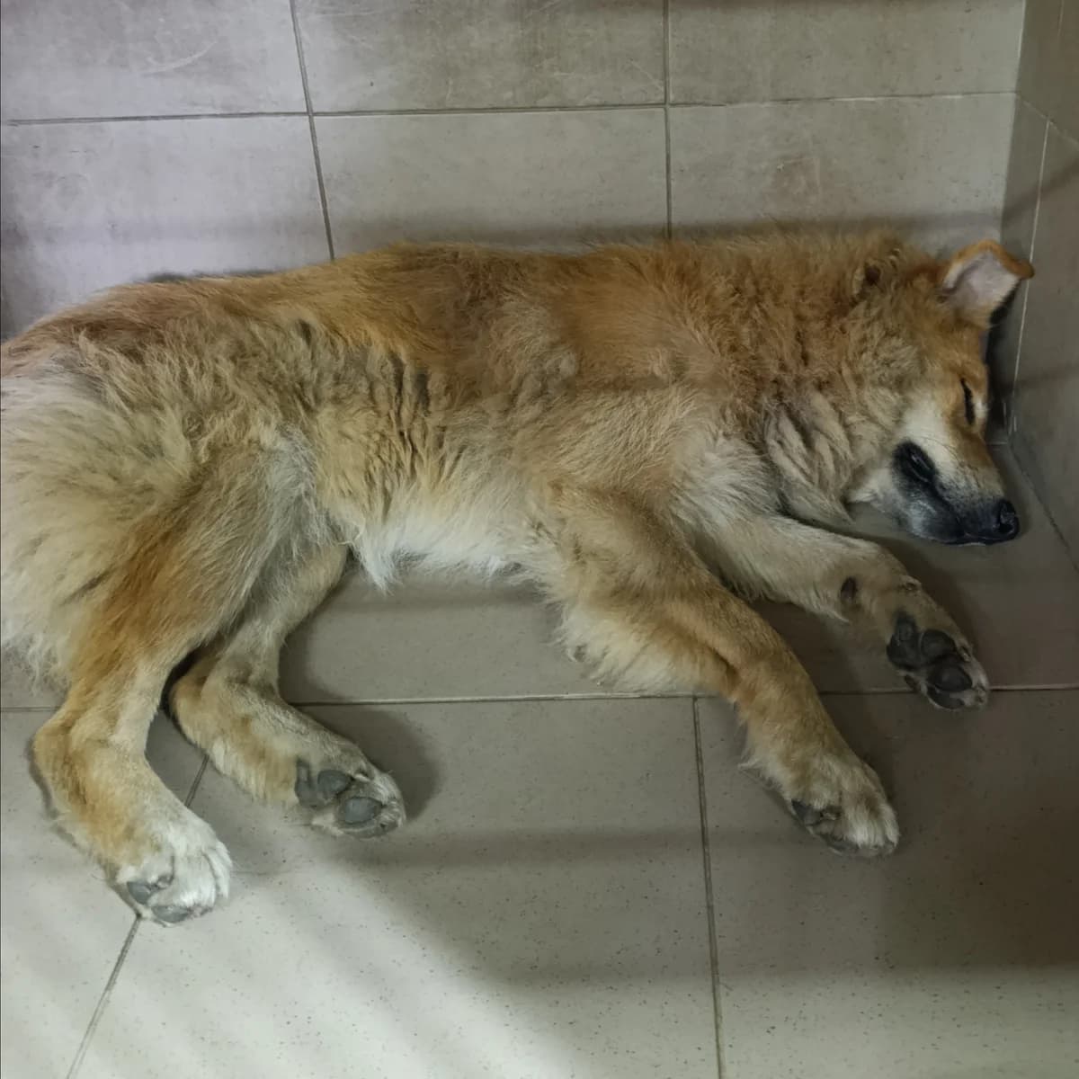 Grifin-100 (Гріфін-100), male 7yo mixed breed for adoption at LKP Lev Lviv, Lviv