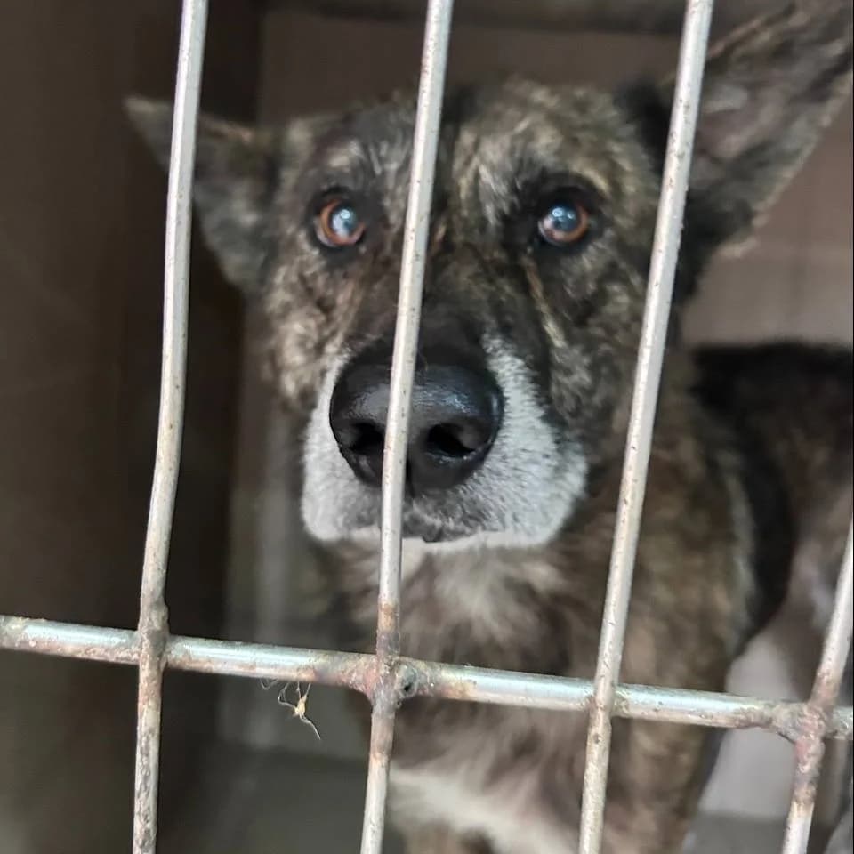 Khorus-062 (Хорус-062), male 5yo mixed breed for adoption at LKP Lev Lviv, Lviv