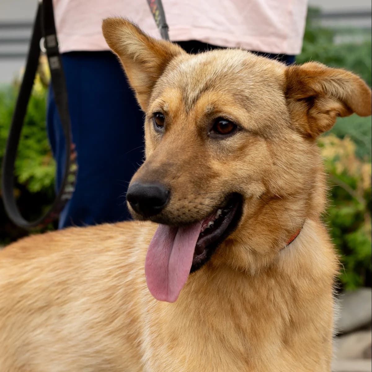Leman-064 (Леман-064), male young mixed breed for adoption at LKP Lev Lviv, Lviv