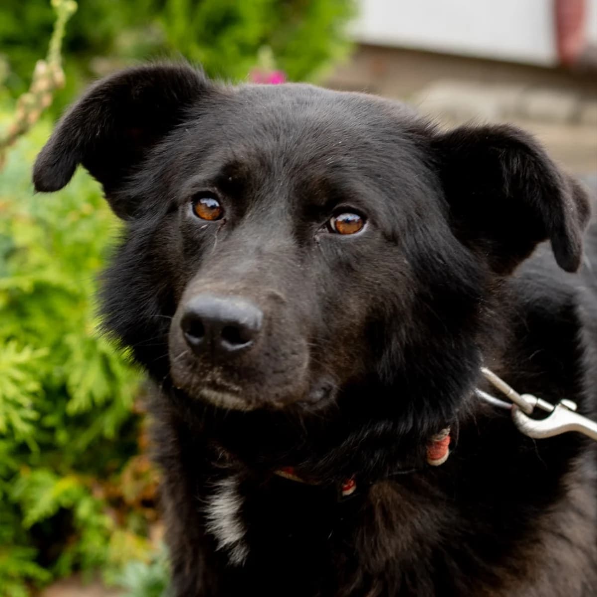 Kinder-120 (Кіндер-120), male 5yo mixed breed for adoption at LKP Lev Lviv, Lviv