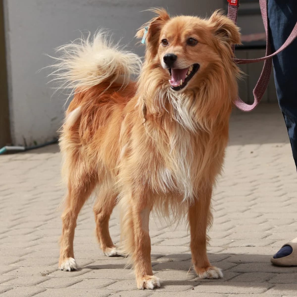 Visper-900 (Віспер-900), male 3yo mixed breed for adoption at LKP Lev Lviv, Lviv