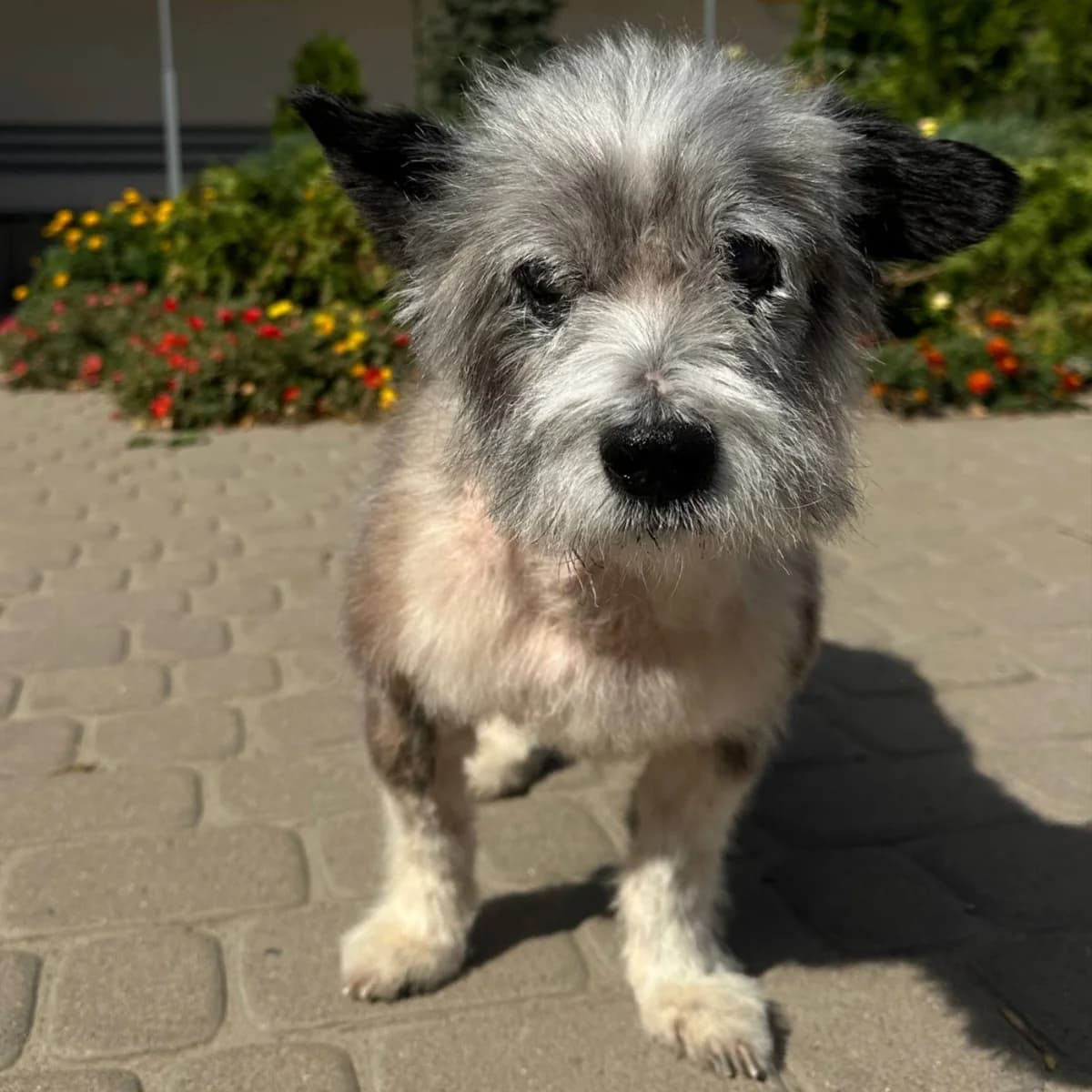 Mark-089 (Марк-089), male senior mixed breed for adoption at LKP Lev Lviv, Lviv