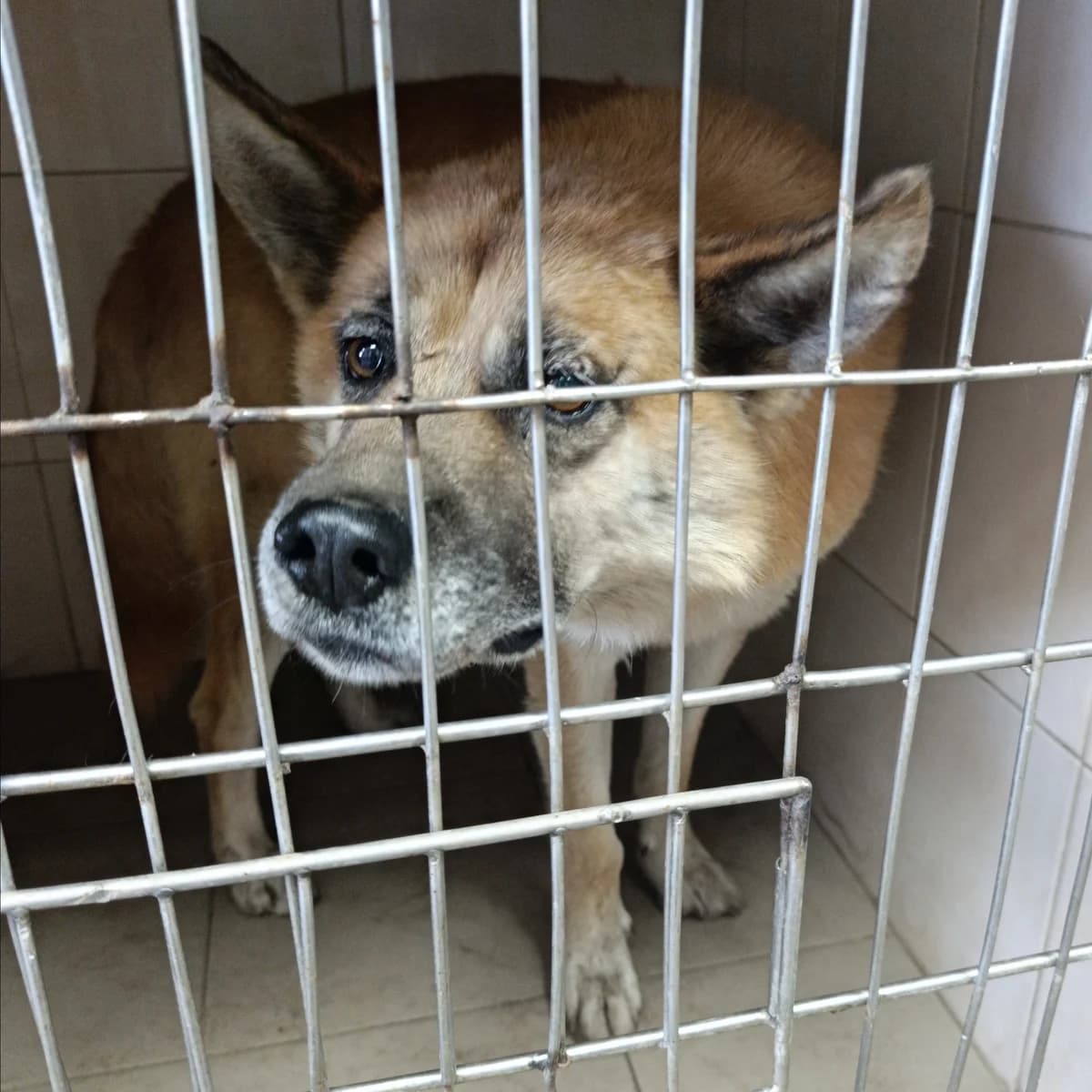 Garold-001 (Гарольд-001), male 6yo mixed breed for adoption at LKP Lev Lviv, Lviv