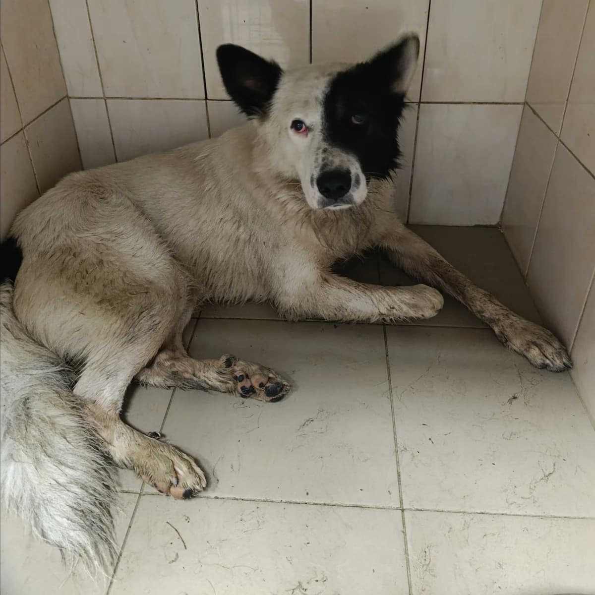 Garis-003 (Гаріс-003), male 3yo mixed breed for adoption at LKP Lev Lviv, Lviv