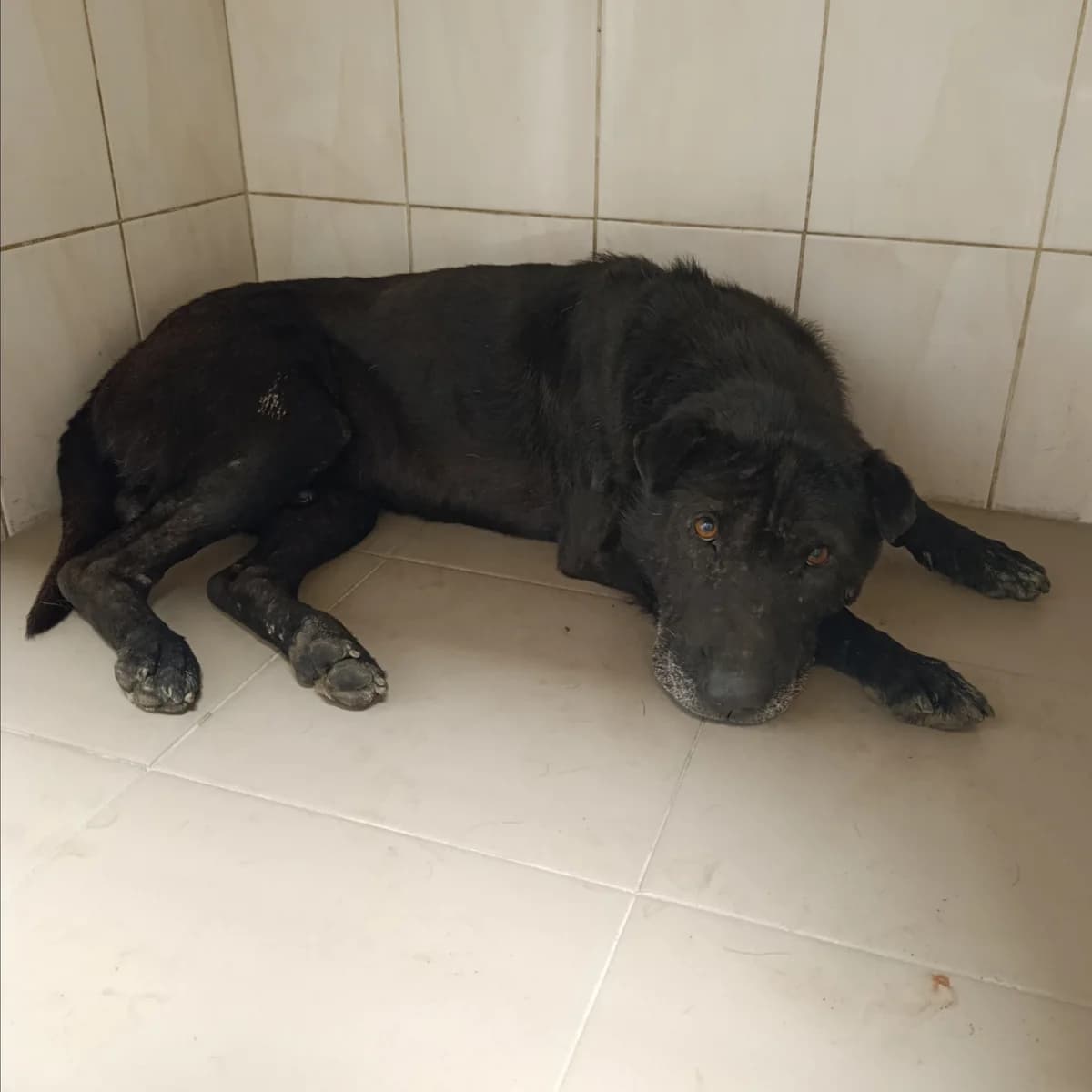 Gideon-002 (Гідеон-002), male 7yo mixed breed for adoption at LKP Lev Lviv, Lviv