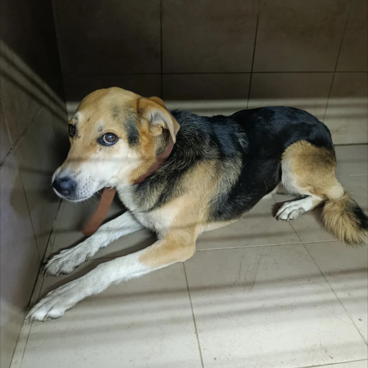 Barbos-006 (Барбос-006), male 4yo mixed breed for adoption at LKP Lev Lviv, Lviv