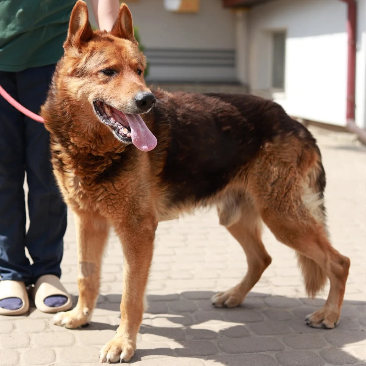 Funduk-122 (Фундук-122), male senior mixed breed for adoption at LKP Lev Lviv, Lviv