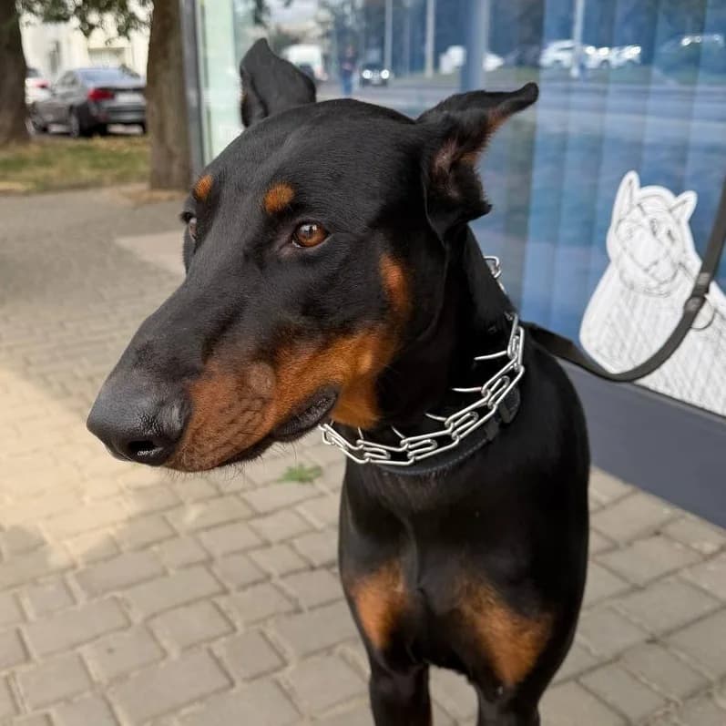 Dobbi-123 (Доббі-123), male young mixed breed for adoption at LKP Lev Lviv, Lviv