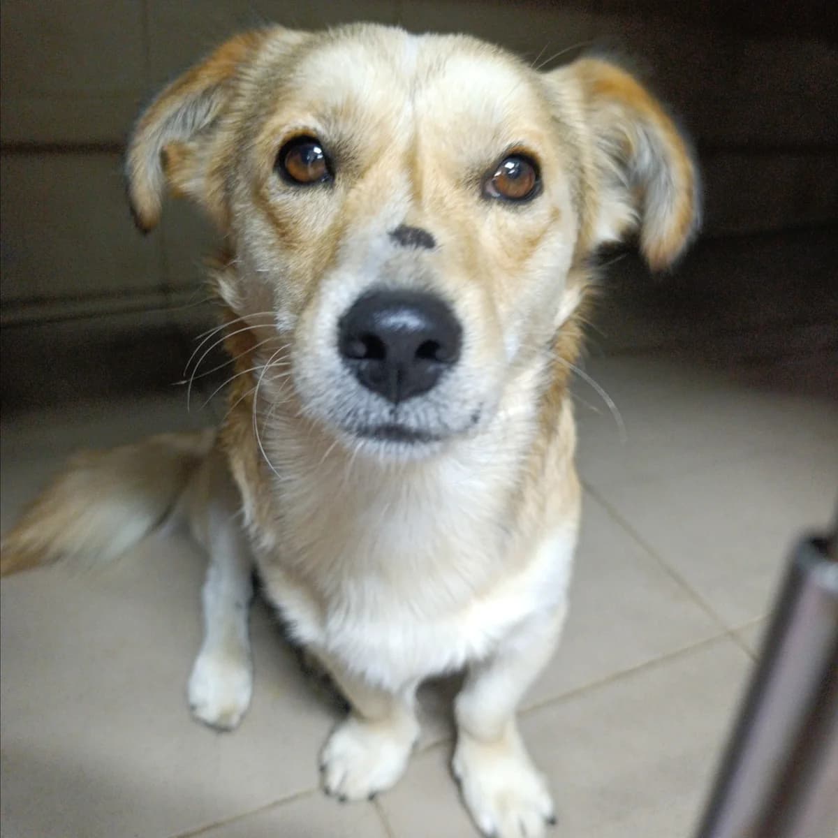 Klaus-001 (Клаус-001), female senior mixed breed for adoption at LKP Lev Lviv, Lviv