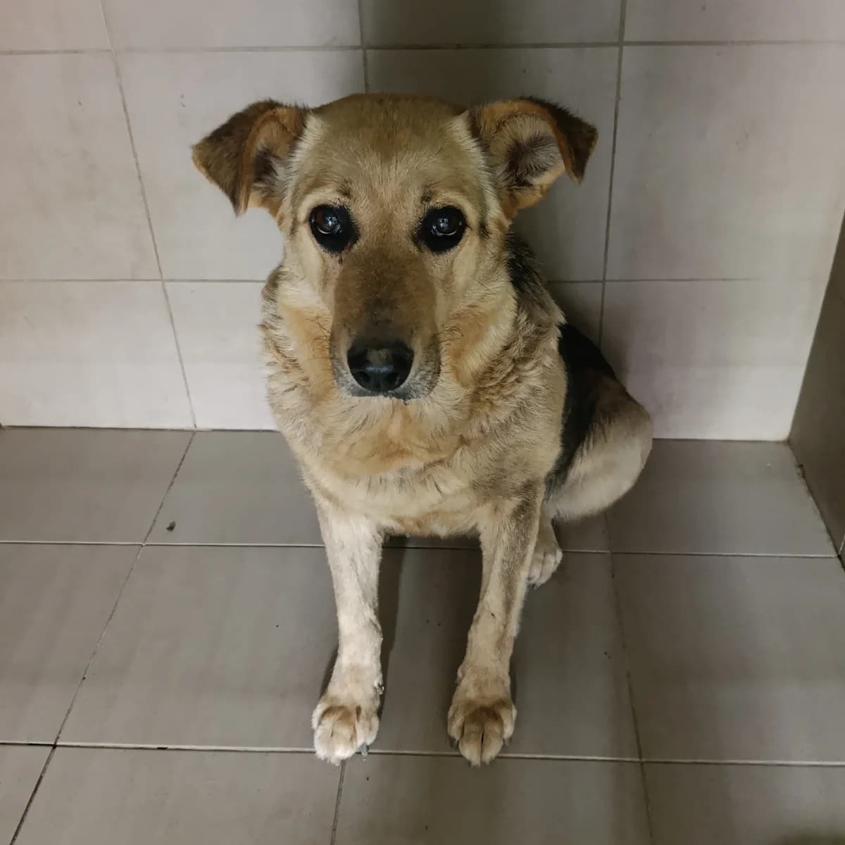 Zara-002 (Зара-002), female mixed breed for adoption at LKP Lev Lviv, Lviv