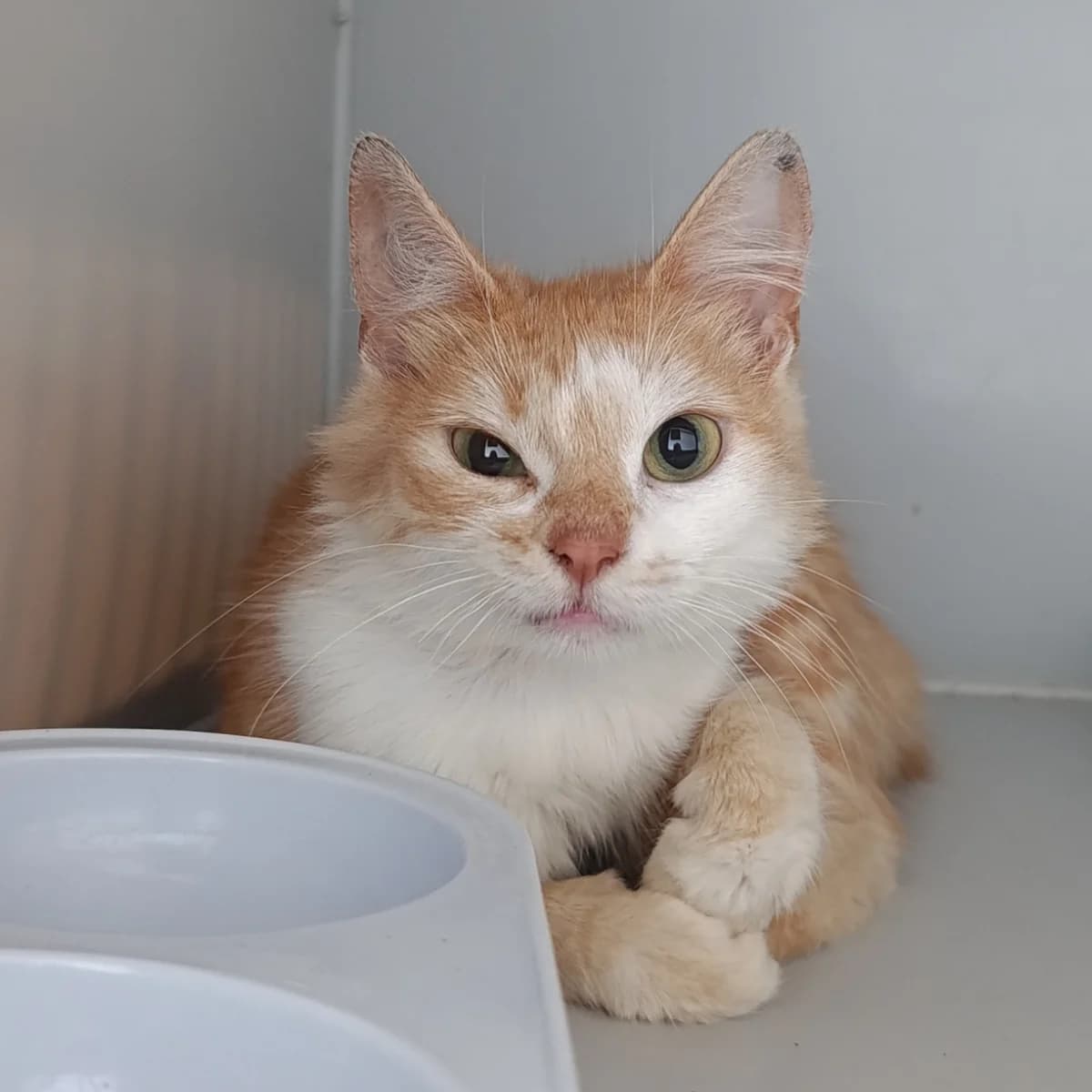 Fistashka-1104 (Фісташка-1104), female young mixed breed for adoption at LKP Lev Lviv, Lviv