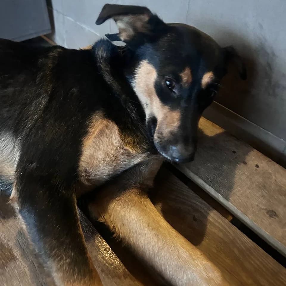 Selesta-001 (Селеста-001), female young mixed breed for adoption at LKP Lev Lviv, Lviv