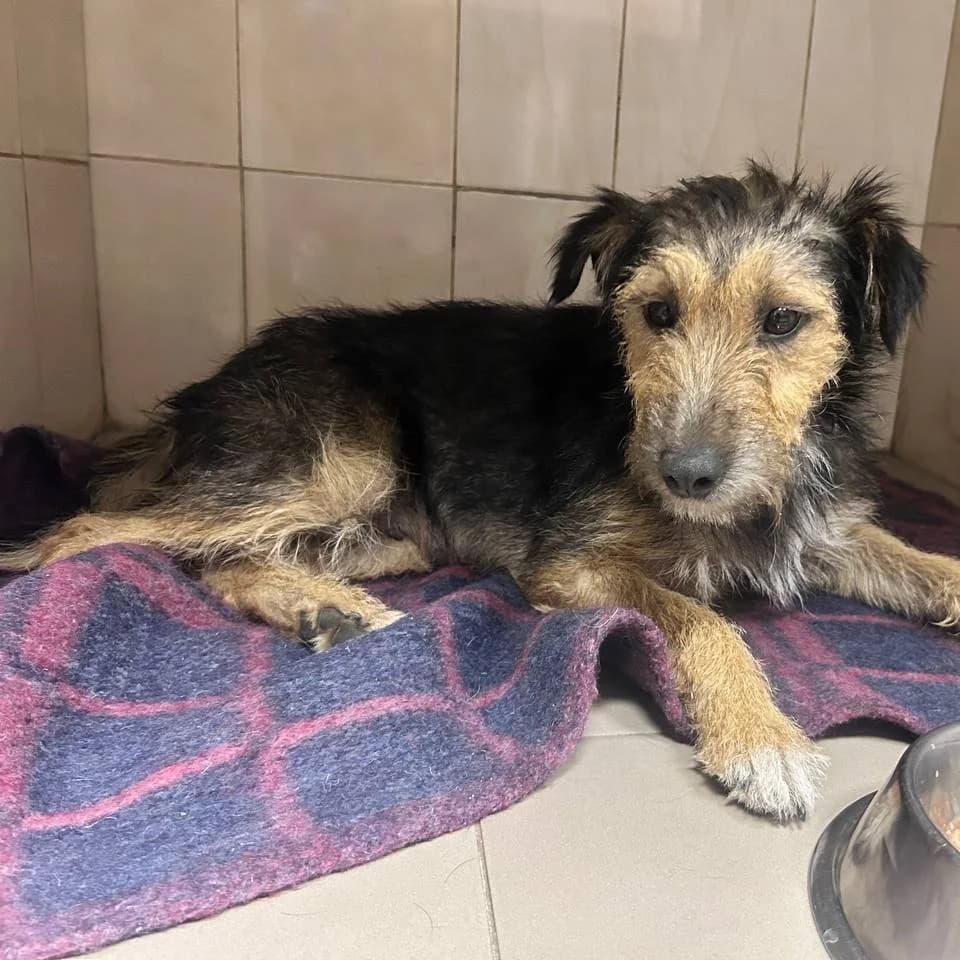 Solya-002 (Соля-002), female young mixed breed for adoption at LKP Lev Lviv, Lviv
