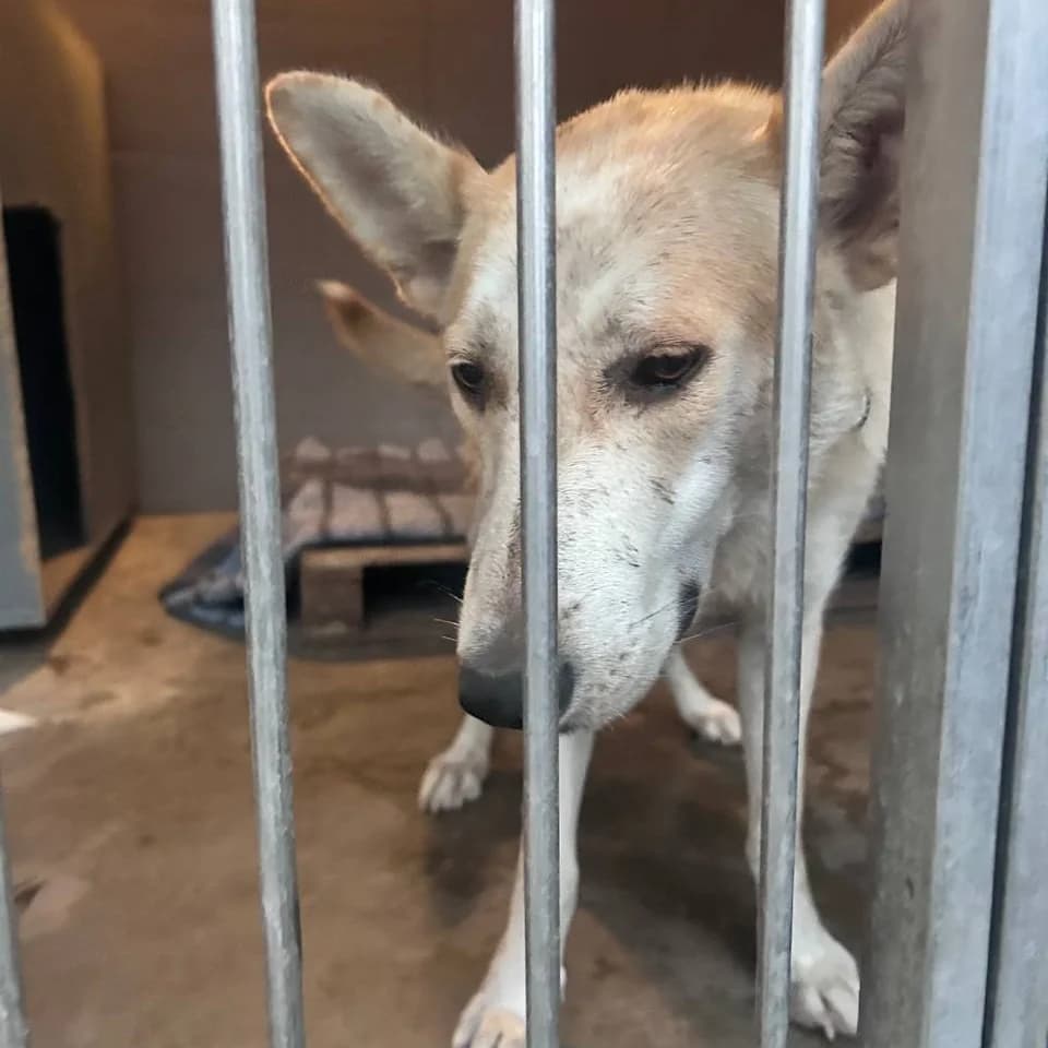 Sindi-003 (Сінді-003), female young mixed breed for adoption at LKP Lev Lviv, Lviv