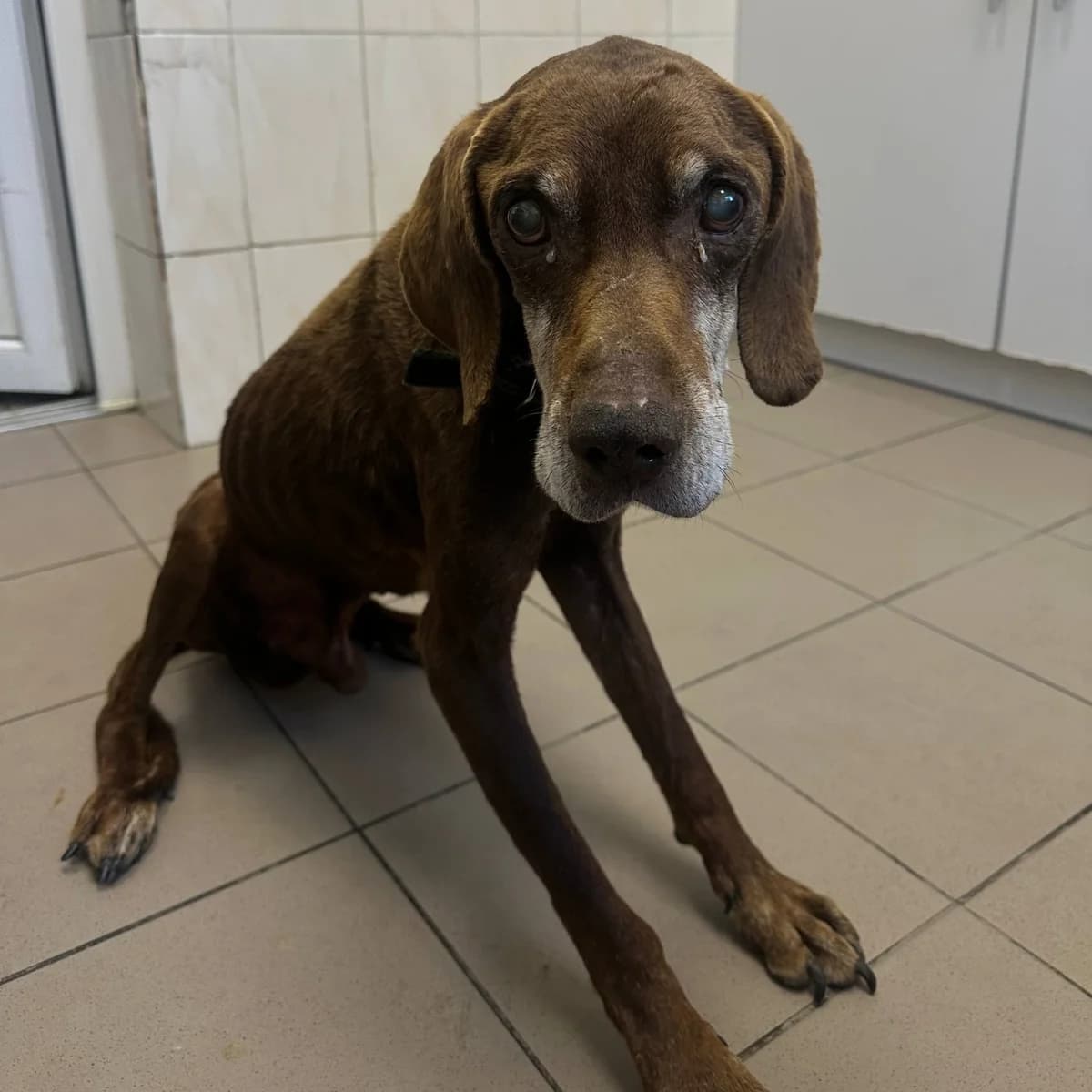 Dart-077 (Дарт-077), male senior mixed breed for adoption at LKP Lev Lviv, Lviv