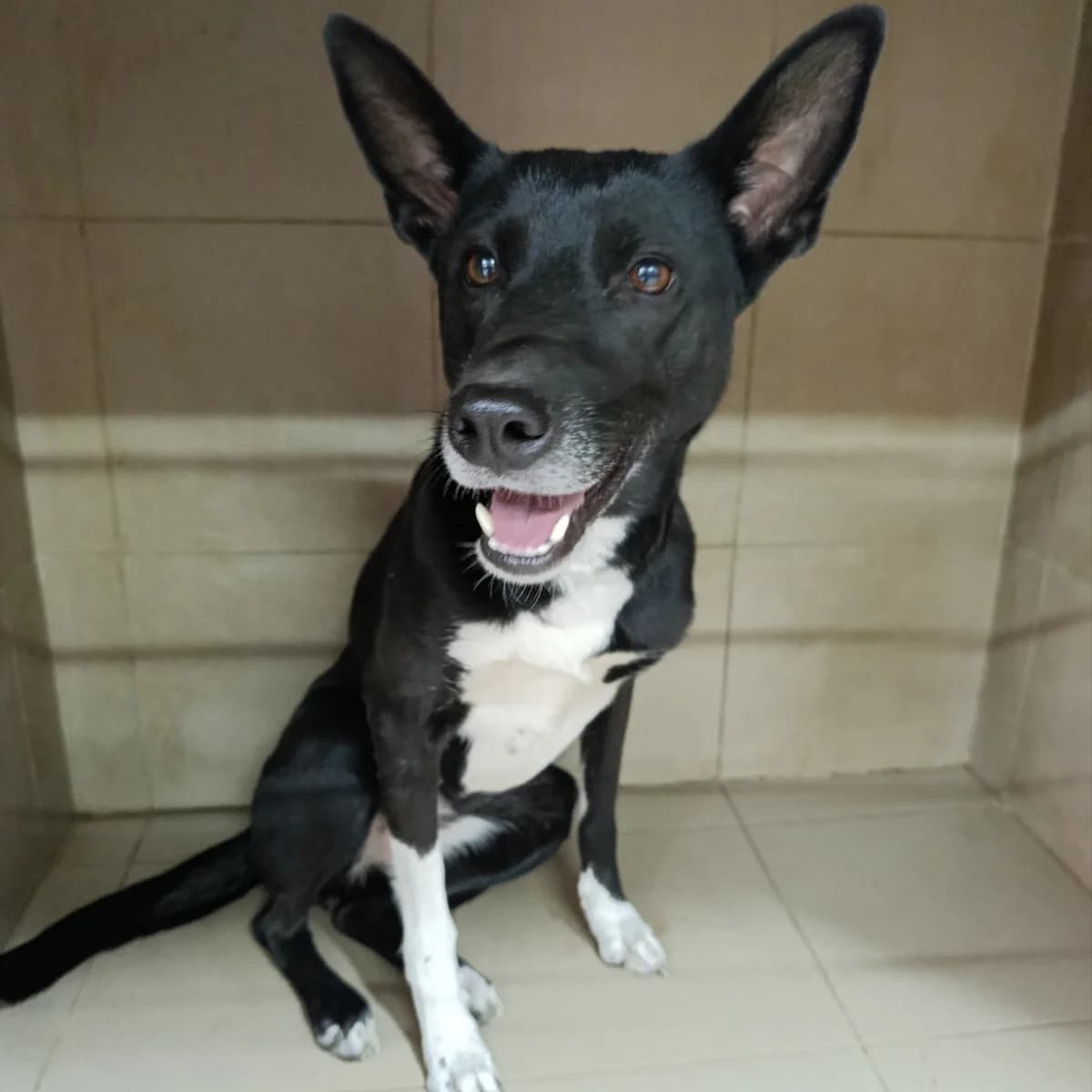 Gerda-075 (Герда-075), female young mixed breed for adoption at LKP Lev Lviv, Lviv