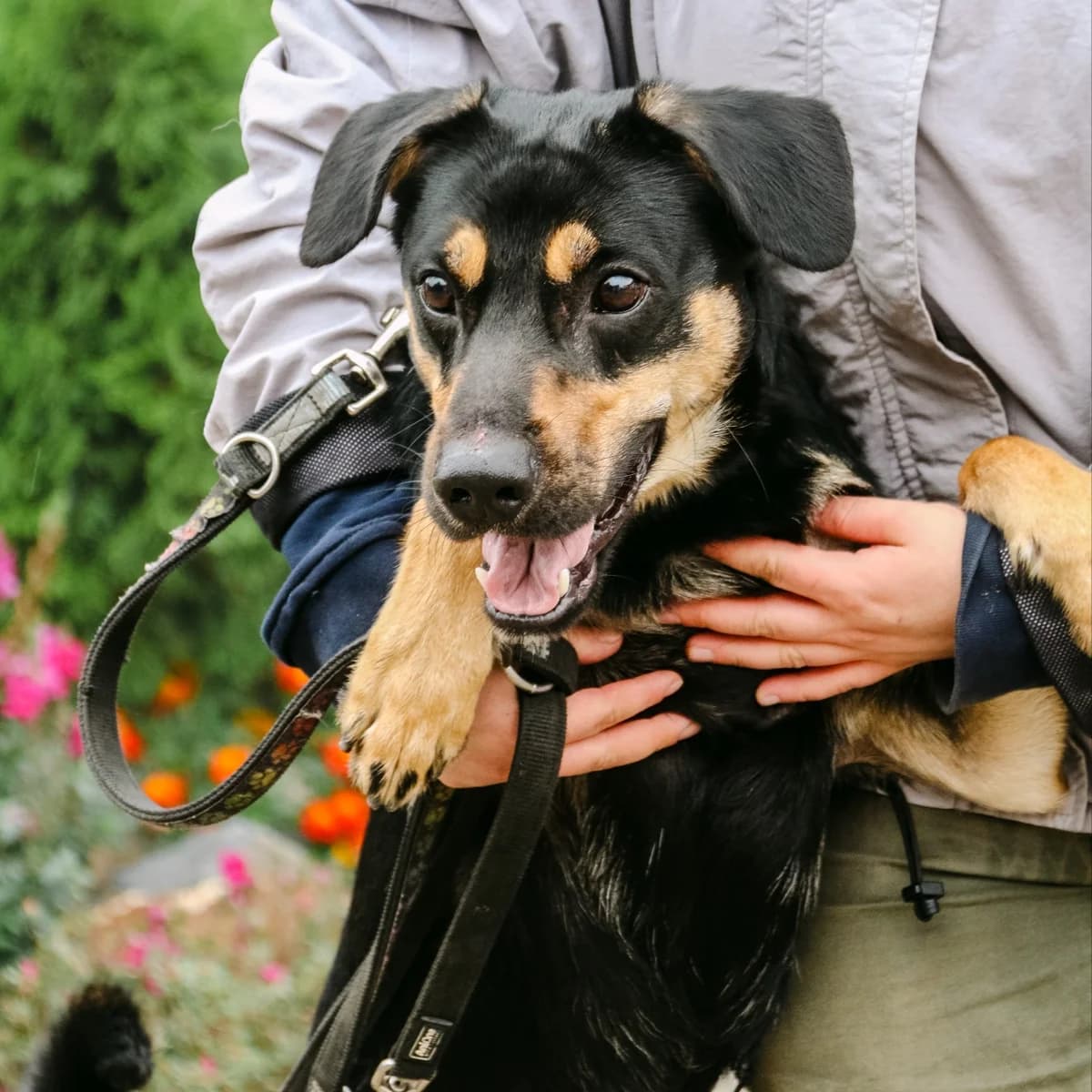 Teo-011 (Тео-011), male young mixed breed for adoption at LKP Lev Lviv, Lviv