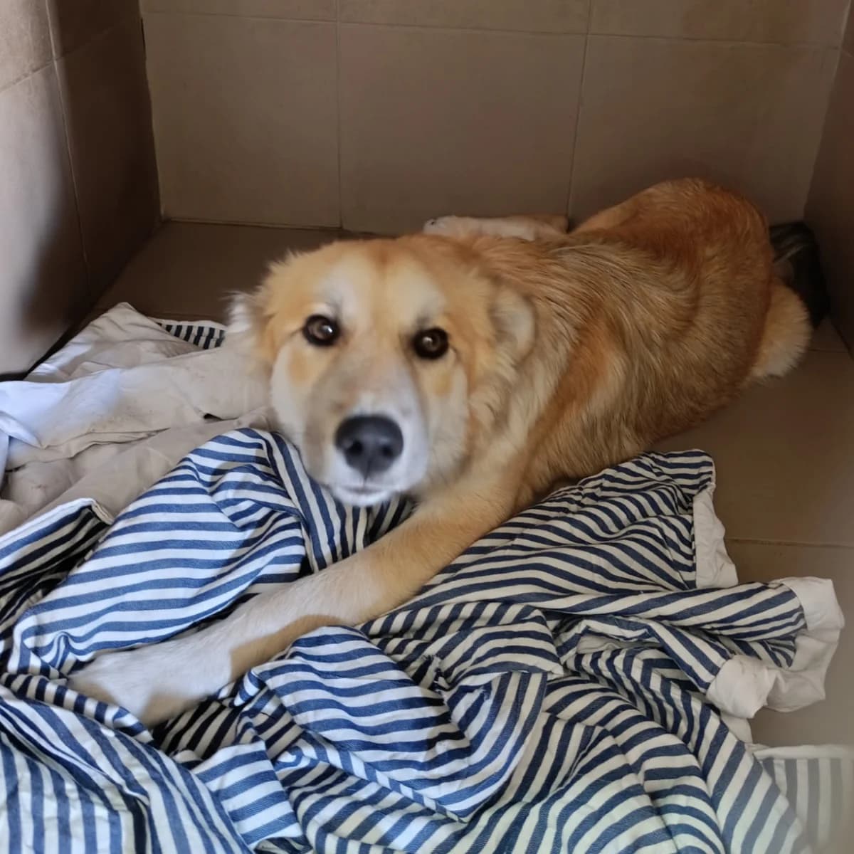 Negoda-188 (Негода-188), female young mixed breed for adoption at LKP Lev Lviv, Lviv