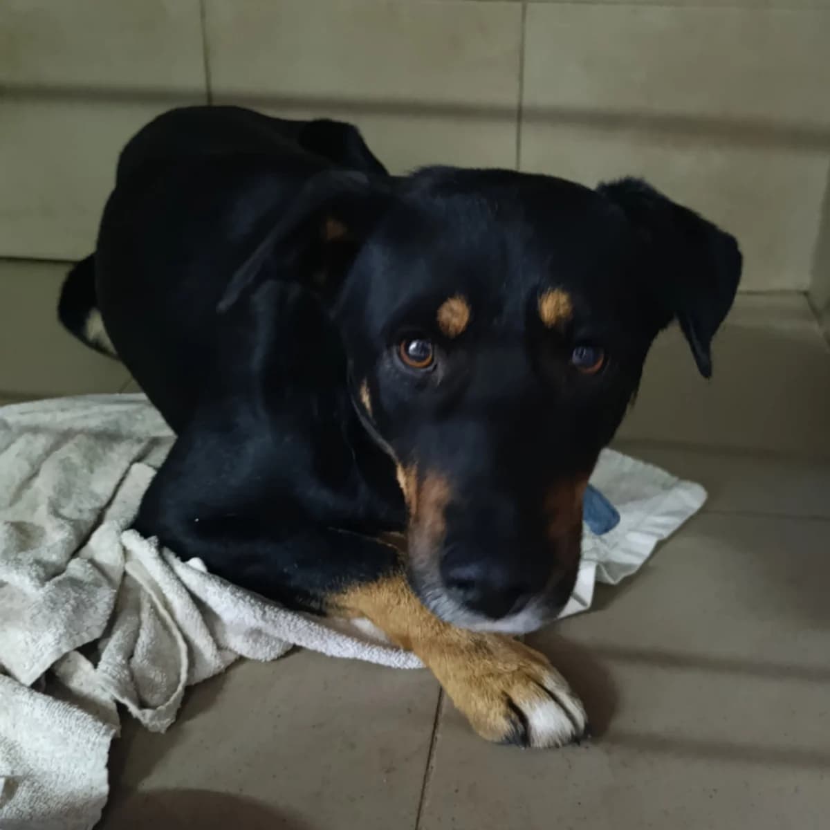 Feliks-002 (Фелікс-002), male 3yo mixed breed for adoption at LKP Lev Lviv, Lviv