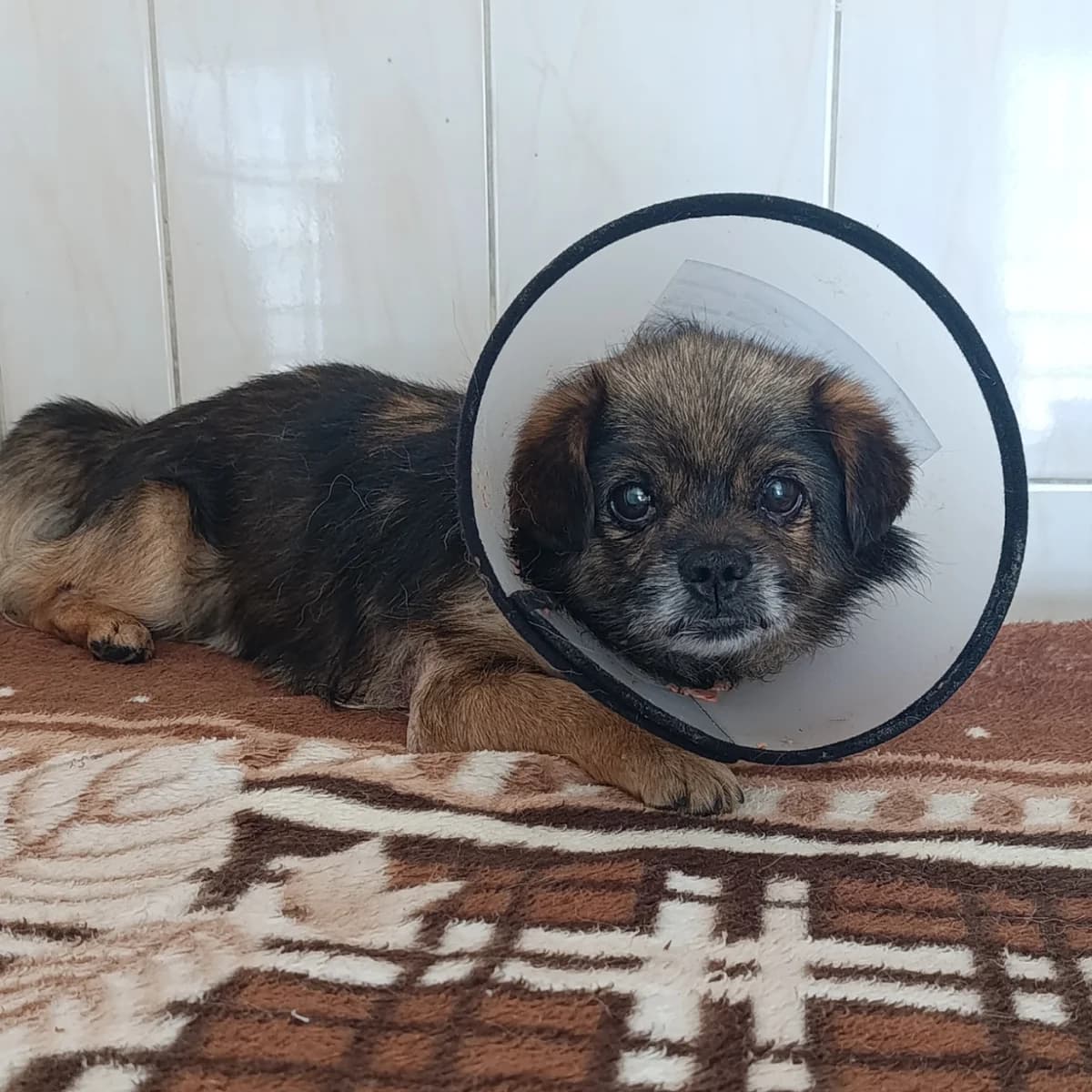 Garbuzik-007 (Гарбузик-007), male 7yo mixed breed for adoption at LKP Lev Lviv, Lviv