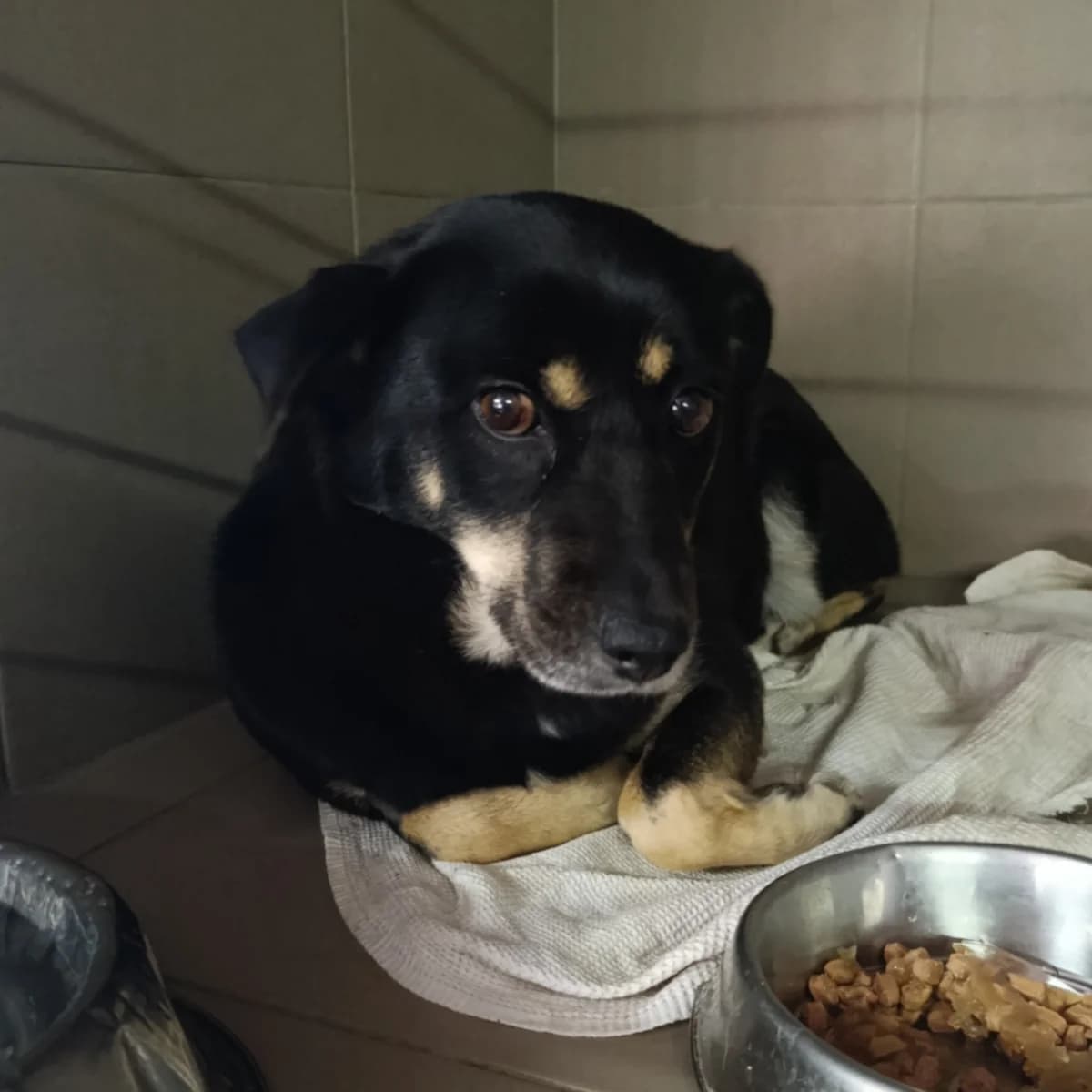 Ayra-623 (Айра-623), male young mixed breed for adoption at LKP Lev Lviv, Lviv
