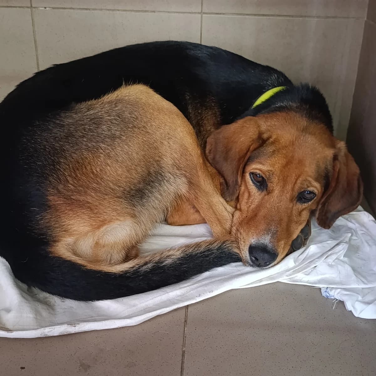 Katrin-567 (Катрін-567), female young mixed breed for adoption at LKP Lev Lviv, Lviv
