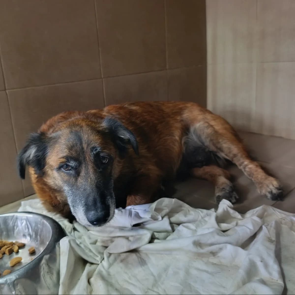 Sintiya-359 (Синтія-359), female 5yo mixed breed for adoption at LKP Lev Lviv, Lviv
